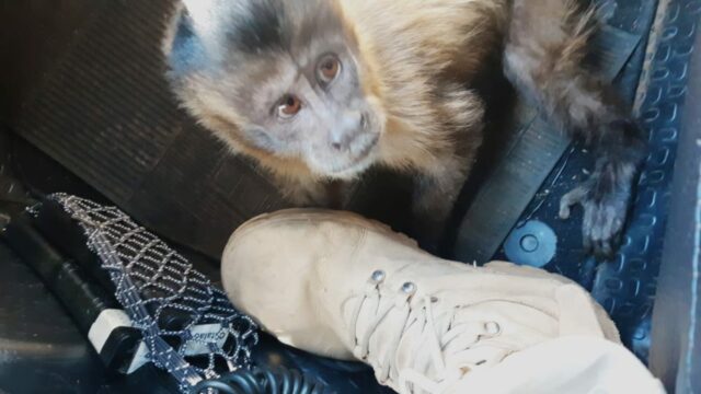 PRF resgata macaco-prego atropelado na BR 050, em Cumari