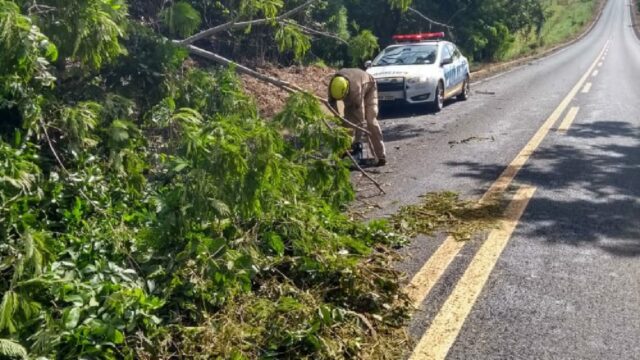 Bombeiros de Ipameri retiram árvore que caíram na GO-213 durante forte chuva