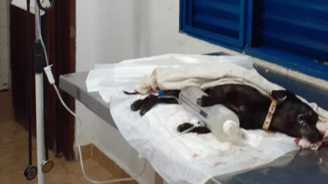 Cão ferido na cabeça é encontrado em saco plástico dentro de caçamba de lixo, em Ipameri