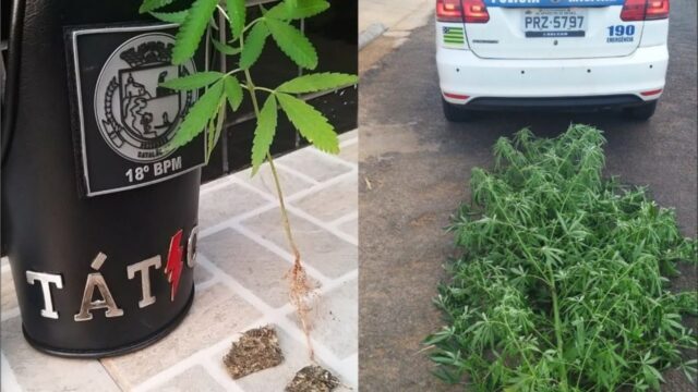 PM prende suspeito e apreende pé de maconha e drogas em residência no Bairro Conquista