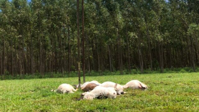 Cabo de média tensão se rompe e mata nove bovinos em Pires do Rio