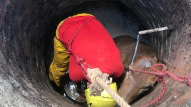 Corpo de Bombeiros de Ipameri resgata novilha que caiu em cisterna