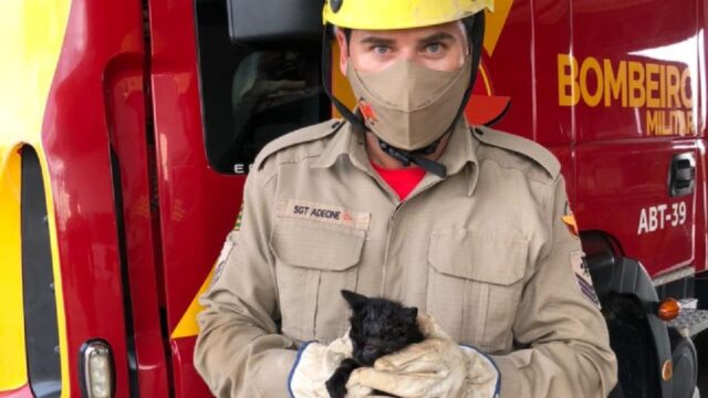 Bombeiros resgatam gato que caiu em bueiro em Ipameri