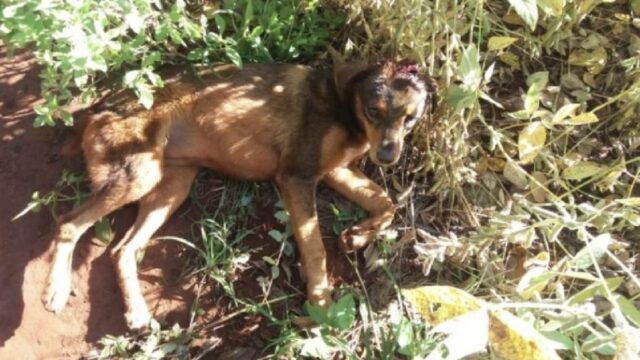 Homem é preso após ser flagrado dando golpes de bastão na cabeça de cão em Araguari