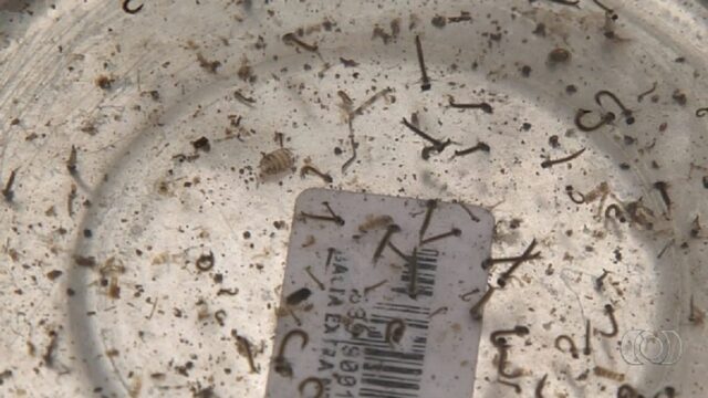 Goiás registra a primeira morte por dengue de 2021, em Cristalina