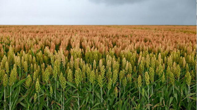 Uberlândia atrai investimento de R$ 55 milhões e se consolida como polo internacional do sorgo