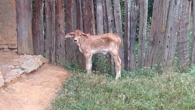 Após denúncia de maus-tratos de bovino, homem é preso em Campo Alegre de Goiás