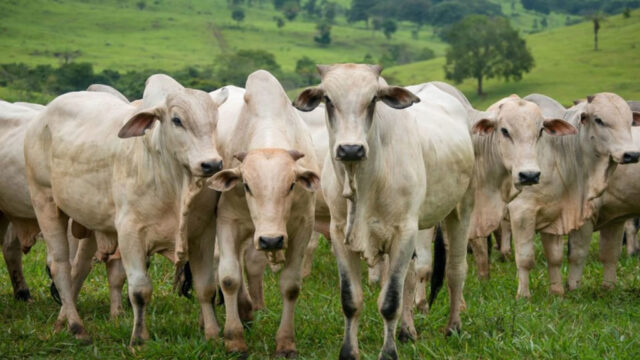 FCO destina R$ 56,7 mi para investimento rural em Goiás