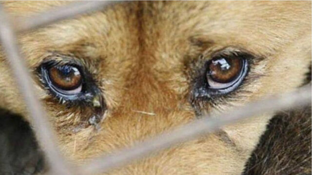 Homem é preso em flagrante por maus-tratos a animais em Ipameri; veja vídeo