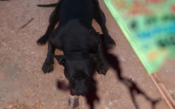 Pit bull mata criança de dois anos e deixa o irmão ferido, em Luziânia