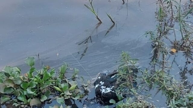 Vários patos são encontrados mortos em represa de Catalão