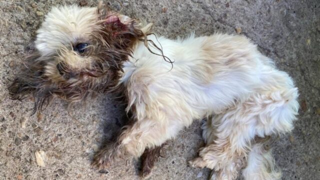 Cadelinha em situação de maus-tratos é encontrada em lote baldio em Catalão