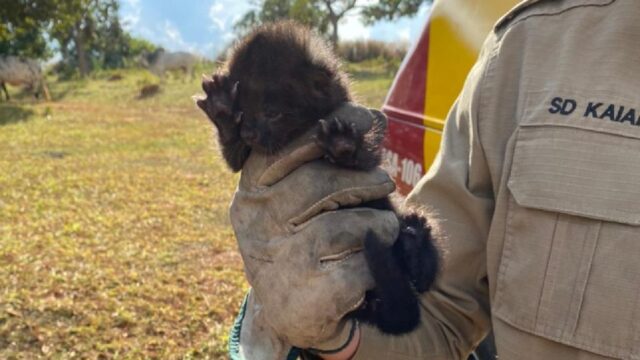 Gato-mourisco, animal ameaçado de extinção, é capturado ferido em Três Ranchos