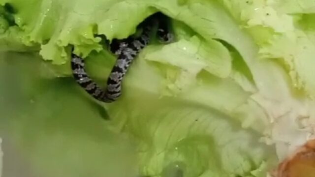 Funcionária de restaurante encontra cobra dentro de pé de alface em Catalão; veja vídeo