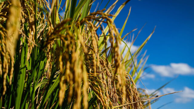 Goiás deve colher 129,2 mil toneladas de arroz