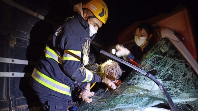 Bombeiros resgatam cachorro preso nas ferragens após tragédia na BR-050, em Catalão