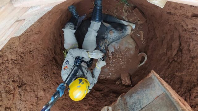Bombeiros resgatam boi que caiu dentro de fossa séptica em Catalão