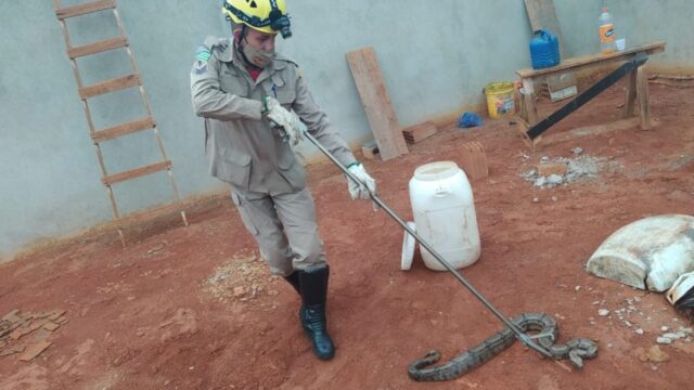 Jiboia é capturada em quintal de residência em Ipameri