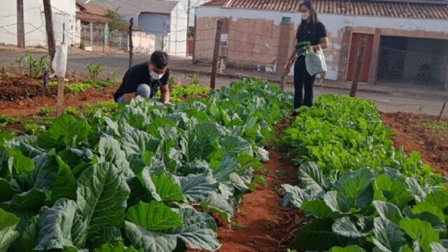 Sindicato Rural de Catalão: Faeg Jovem colhe primeiras culturas de horta comunitária