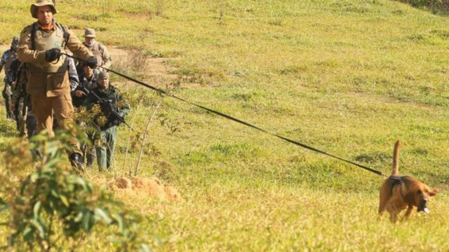 Cães farejadores chegaram a rastrear Lázaro Barbosa por 4,5 quilômetros