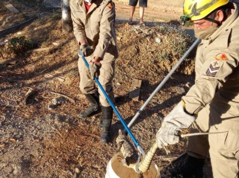 Bombeiros resgatam teiú em Catalão