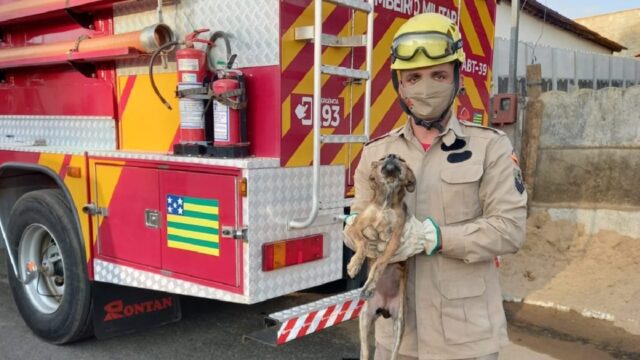 Bombeiros resgatam cachorro que caiu em bueiro, em Ipameri