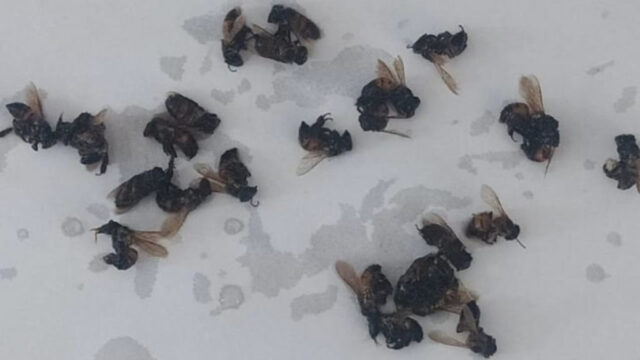Abelhas atacam três pessoas e deixam animais mortos em casa de Leopoldo de Bulhões