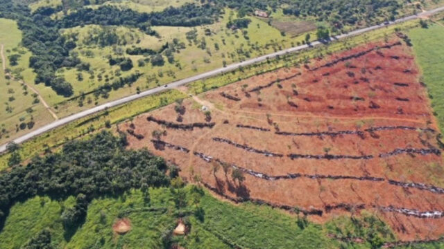 SEMMAC registra aumento de mais de 70% em denúncias sobre desmatamento de vegetação nativa no munícipio