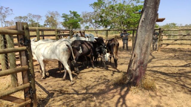 Operação integrada entre as forças de segurança em Goiandira, prende suspeito de furto de gado