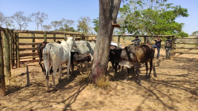 Batalhão Rural recupera 10 cabeças de gado furtadas no município de Goiandira