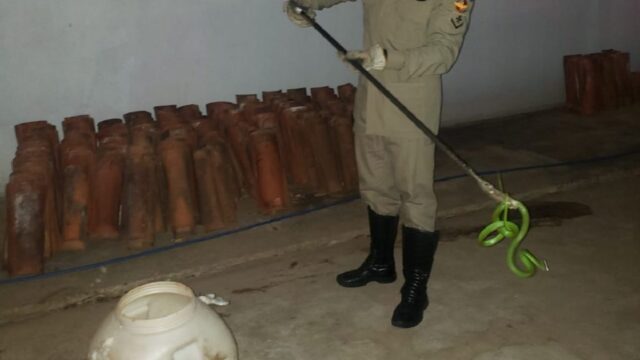 Bombeiros capturam cobra em quintal de residência em Ipameri