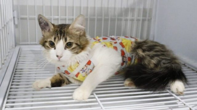 Centro de Castração de Cães e Gatos: mais de 1.700 animais já foram castrados em Catalão
