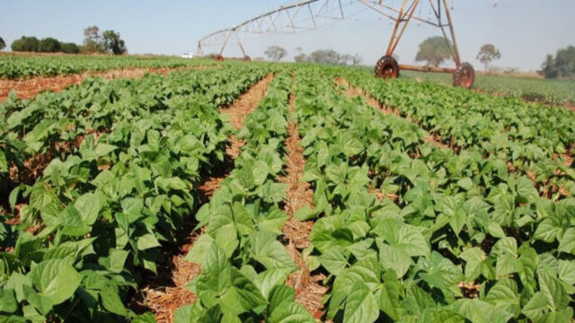 Agrodefesa alerta para o prazo final de semeadura da soja em Goiás