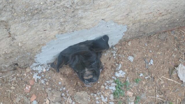Entalou: cachorro fica preso em buraco de muro e mobiliza bombeiros, em Ipameri