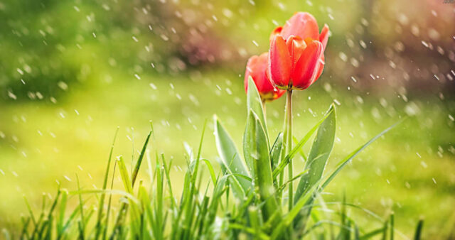 Chegada da primavera promete chuva a partir de hoje na região centro sul de Goiás