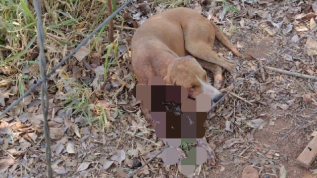 Homem é preso por golpear cachorro com facão em Pires do Rio