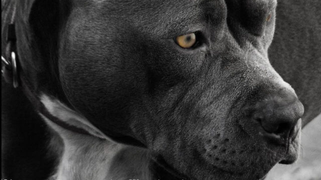 Cachorro da raça pitbull ataca morador e dois cães no Loteamento Santa Cruz, em Catalão