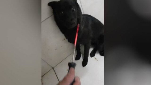 Homem é preso suspeito de queimar cadela com chave de fenda quente e ameaçar a ex-mulher de morte; vídeo