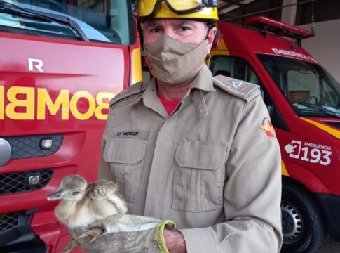 Filhote de ema é resgatado após mãe morrer atropelada, em Ipameri