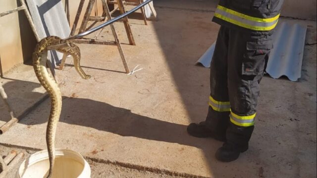 Bombeiros capturam cobra em garagem de casa em Catalão