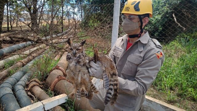 Corpo de Bombeiros realiza resgate de coruja ferida, em Catalão