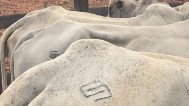 Polícia investiga furto de 39 cabeças de gado em Goiandira