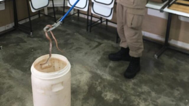 Corpo de Bombeiros é acionado para resgatar cobra em sala de aula em Catalão