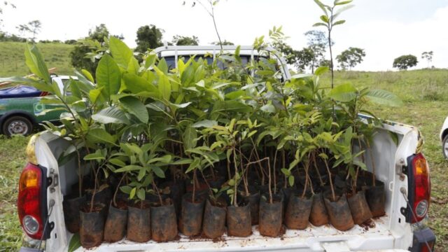 Mil mudas foram plantadas durante a Virada Ambiental em Catalão
