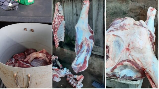 Agrodefesa e BPMRural fecha abate clandestino de gado em Catalão