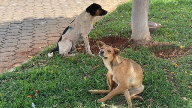 Em estado de alerta, Secretaria de Saúde de Três Ranchos confirma casos de Leishmaniose em cães no município