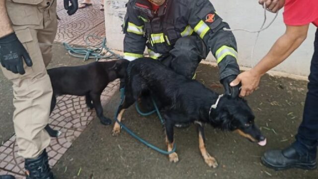 Bombeiros resgatam cachorro que estava dentro do canal no Córrego Pirapitinga, em Catalão