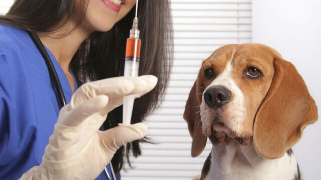 Conselho Regional de Medicina Veterinária de Goiás (CRMV/GO) questiona riscos e vê irregularidades na campanha de "vacinação anti-cio” realizada pela Prefeitura de Ipameri