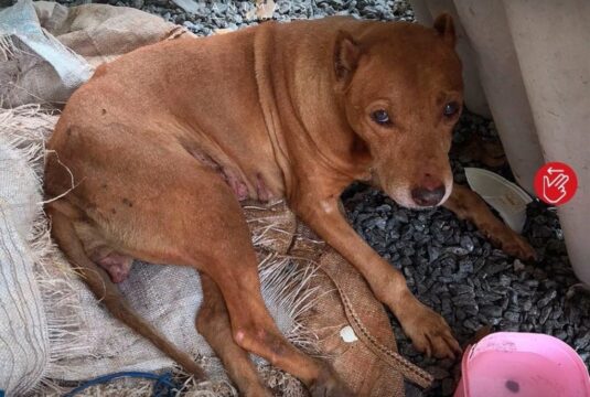 Zoofilia: Vítima de maus-tratos, cadela é estuprada e tem dentes serrados em Goiás