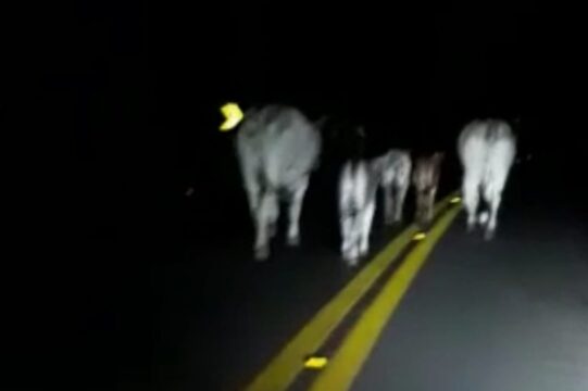 Motorista registra momento em que vacas na pista causam acidente; veja o vídeo